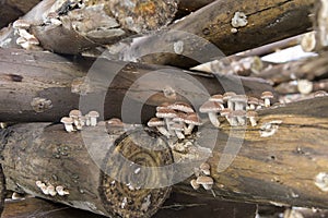 Shiitake mushroom growing in wooden logs