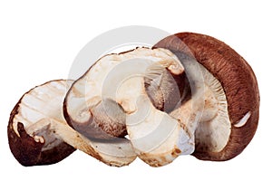 Shiitake mushroom isolated