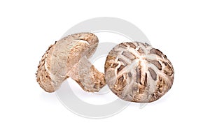 Shiitake mushroom isolated on white background