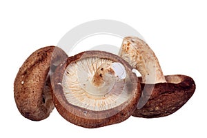 Shiitake mushroom isolated