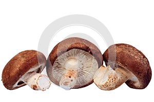 Shiitake mushroom isolated