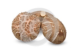 Shiitake mushroom isolated on white clipping path