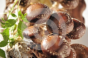 Shiitake mushroom and jiaogulan leaves.