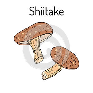 Shiitake mushroom Lentinula edodes , medicinal plant photo