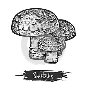 Shiitake mushroom sketch or medical asian fungus