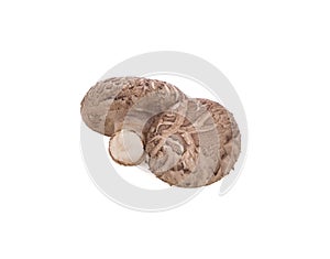 Shiitake mushroom on the White background