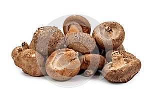 Shiitake mushroom on the White background