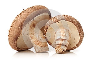 Shiitake mushroom