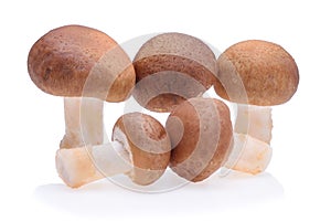 Shiitake mushroom