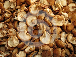 Shiitake mushrooms photo