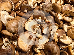 Shiitake mushrooms