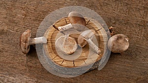 Shiitake mushrooms on a background of wood texture.