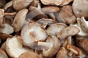 Shiitake mushrooms, full frame cover photo. Lentinula edodes. Shiitake champignions. Mushroom background texture.