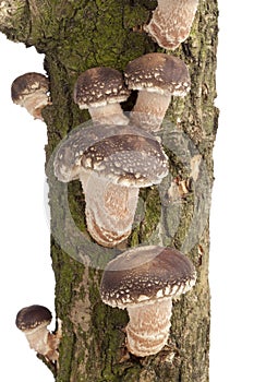 Shiitake mushrooms growing on a tree