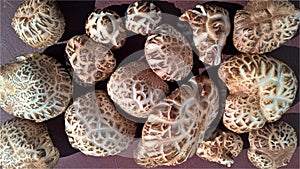 Shiitake mushrooms harvest