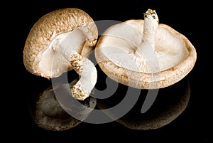 Shiitake Mushrooms Isolated on Black