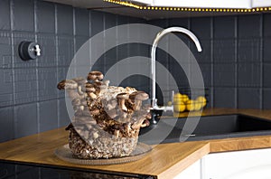 Shiitake mushrooms, Lentinula edodes growing kit in home kitchen counter.