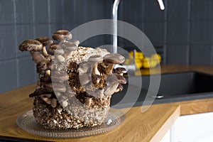 Shiitake mushrooms, Lentinula edodes growing kit in home kitchen counter.