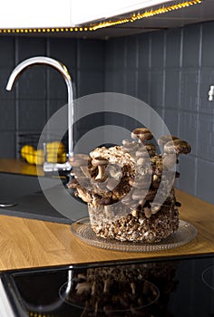 Shiitake mushrooms, Lentinula edodes growing kit in home kitchen counter. photo