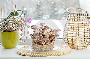 Shiitake mushrooms, Lentinula edodes growing kit in home kitchen on window sill, fungiculture. photo