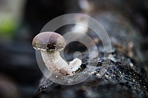 Shiitake Mushrooms Lentinula edodes growing from trees photo