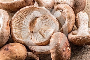 Shiitake mushrooms. Macro. Food background.