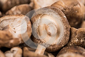 Shiitake mushrooms, selective focus