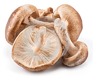 Shiitake mushrooms on the white background.