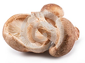 Shiitake mushrooms on the white background.