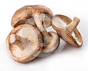 Shiitake mushrooms on the white background.