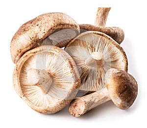 Shiitake mushrooms on the white background.