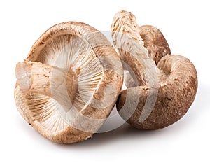 Shiitake mushrooms on the white background.