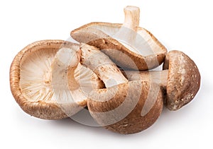 Shiitake mushrooms on the white background. photo
