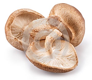 Shiitake mushrooms on the white background