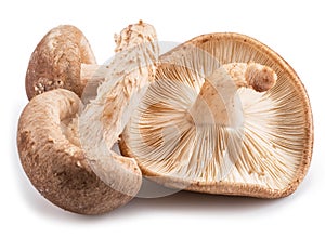 Shiitake mushrooms on the white background