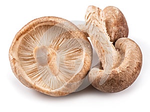 Shiitake mushrooms on the white background