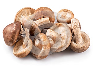 Shiitake mushrooms on the white background