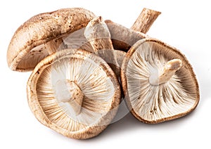 Shiitake mushrooms on the white background