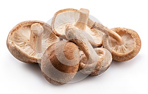 Shiitake mushrooms on the white background