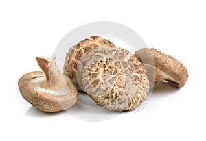 Shiitake mushrooms on white background