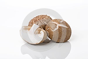 Shiitakes in white background