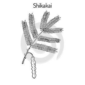 Shikakai acacia concinna , or soap bobs, saptala, medicinal plant photo