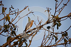 Shikar falcon perched in a tree in India