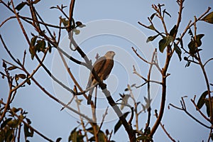 Shikar falcon perched in a tree in India