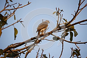 Shikar falcon perched in a tree in India