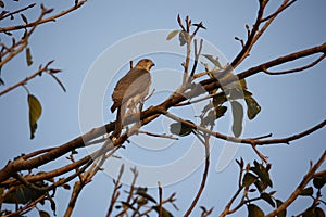 Shikar falcon perched in a tree in India