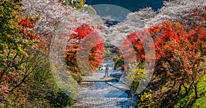 Shikizakura blossoms mixed with the beautiful autumn colour leave at Obara village.