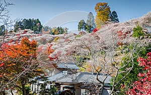 Shikizakura blossoms mixed with the beautiful autumn colour leave at Obara village.