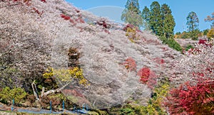 Shikizakura blossoms mixed with the beautiful autumn colour leave at Obara village.