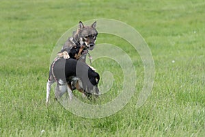 Shikoku dog